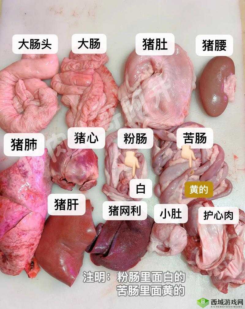 人猪杂交像钻头：科学与伦理的边界