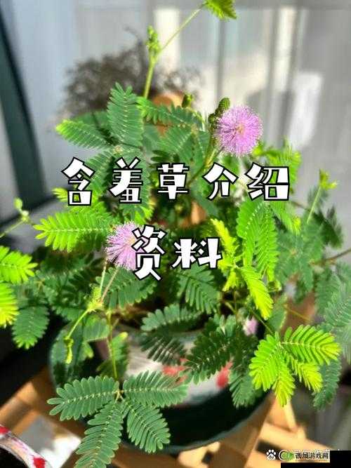 含羞草四大品种盘点：带你领略神奇的含羞草世界