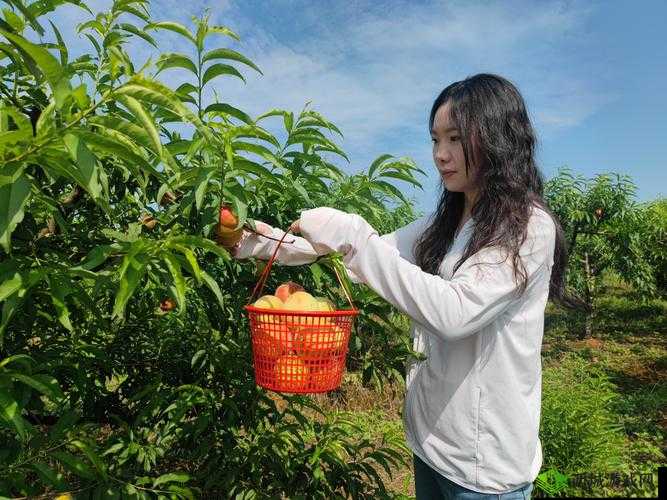 桃子移植大全官方入口究竟在哪里？如何快速找到桃子移植大全官方入口？