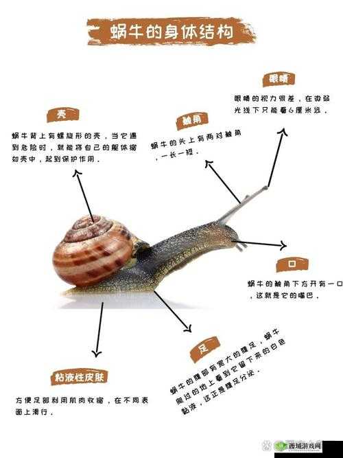 最强蜗牛形态器官究竟有何奥秘？深度剖析功能、澄清误解并探索开发者逻辑